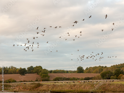 silhouettes of geese flying above country scene in a line swarm flock © Callum