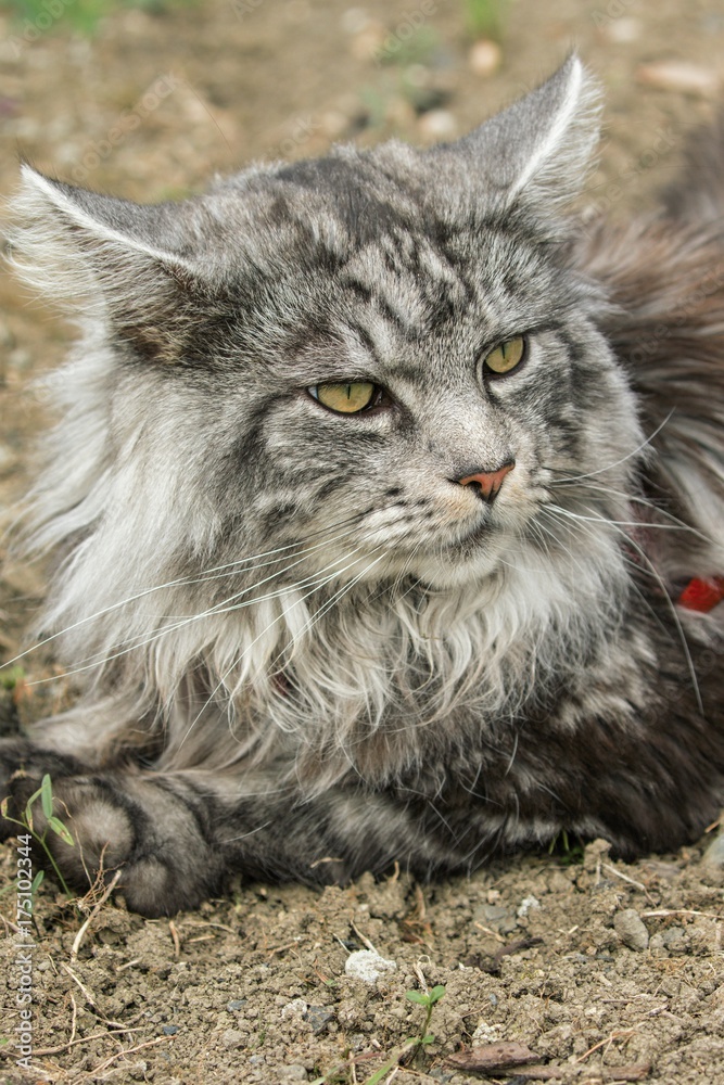 beautiful maine coon in nature beautiful maine coon in nature