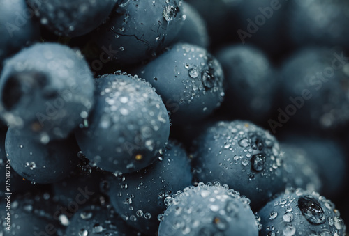 Close up, berries of dark bunch of grape with water drops in low light isolated on black background
