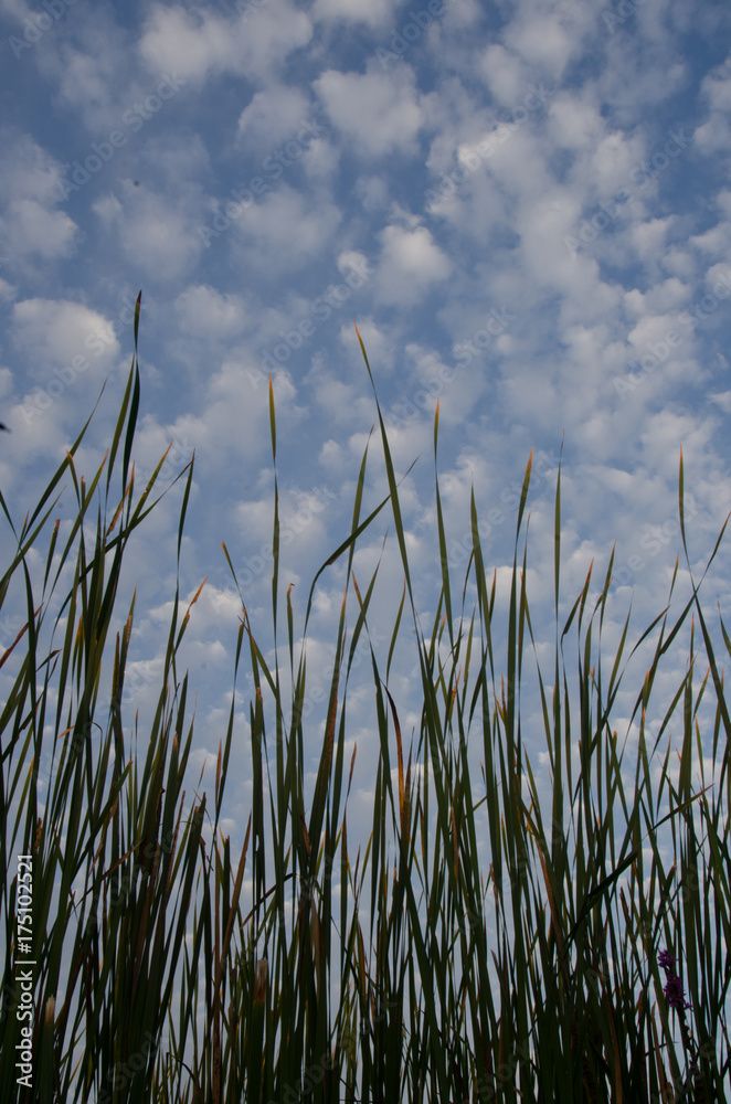 Tall grasses against an early morning sky