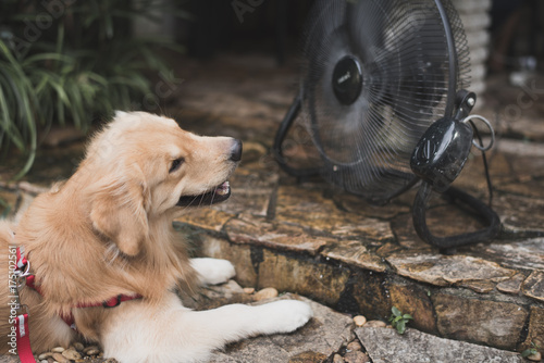 golden retriever with blurry background fan cooling.