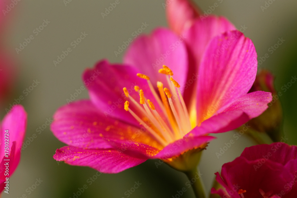 Siskiyou lewisia (Lewisia cotyledon) Siskiyou lewisia (Lewisia cotyledon)
