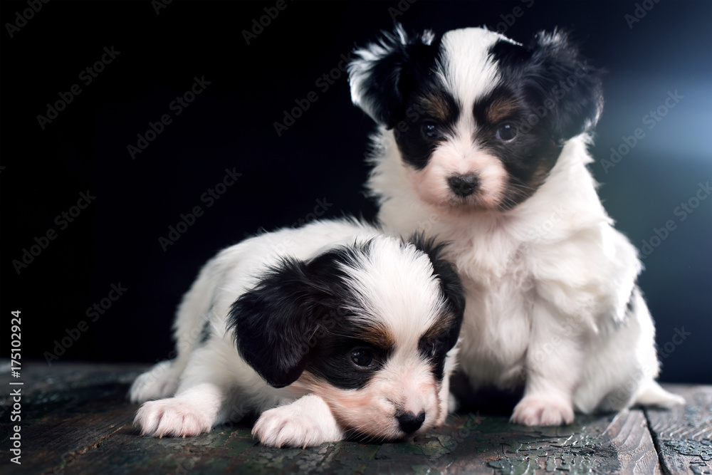 Two cute puppy of a papillon breed