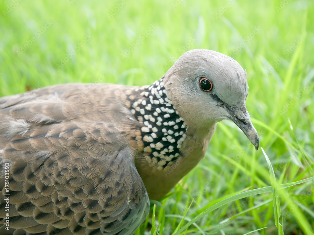 Obraz premium Spotted dove.Spotted turtle dove