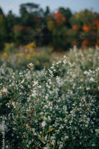 white wildflowers in autumn photo