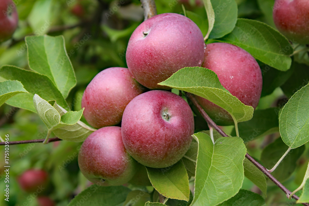 Apple trees Apple trees