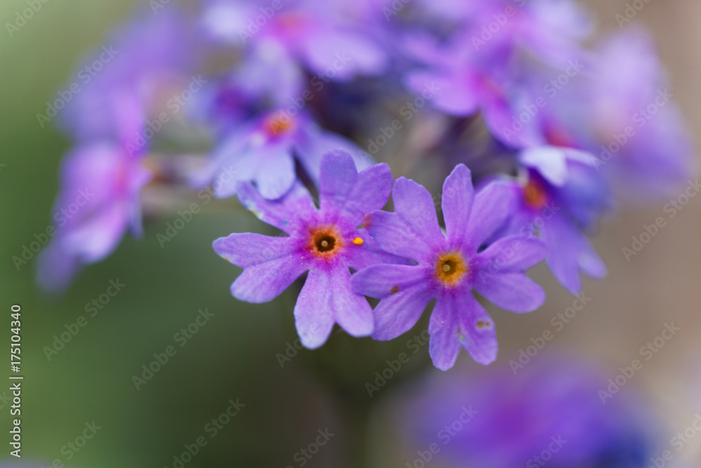 Bird eye primrose (Primula farinosa)