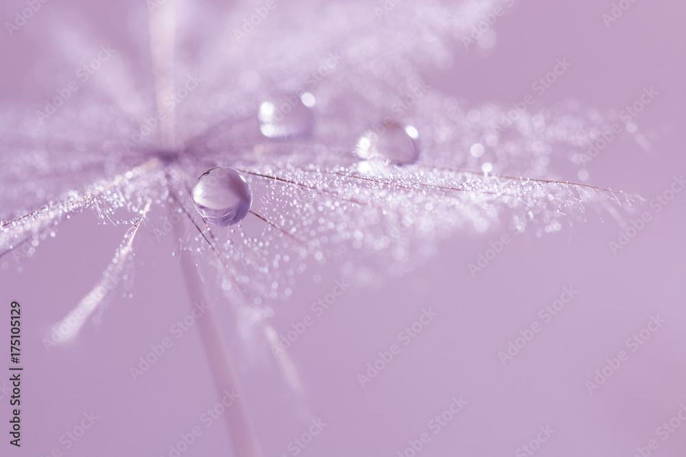 Fototapeta Drops of dew on a dandelion. A beautiful, stylish macro of a dandelion seed. selective focus.