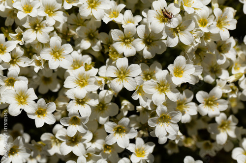 Tableau sur toile Flowers of the rockfoils Saxifraga ardensii