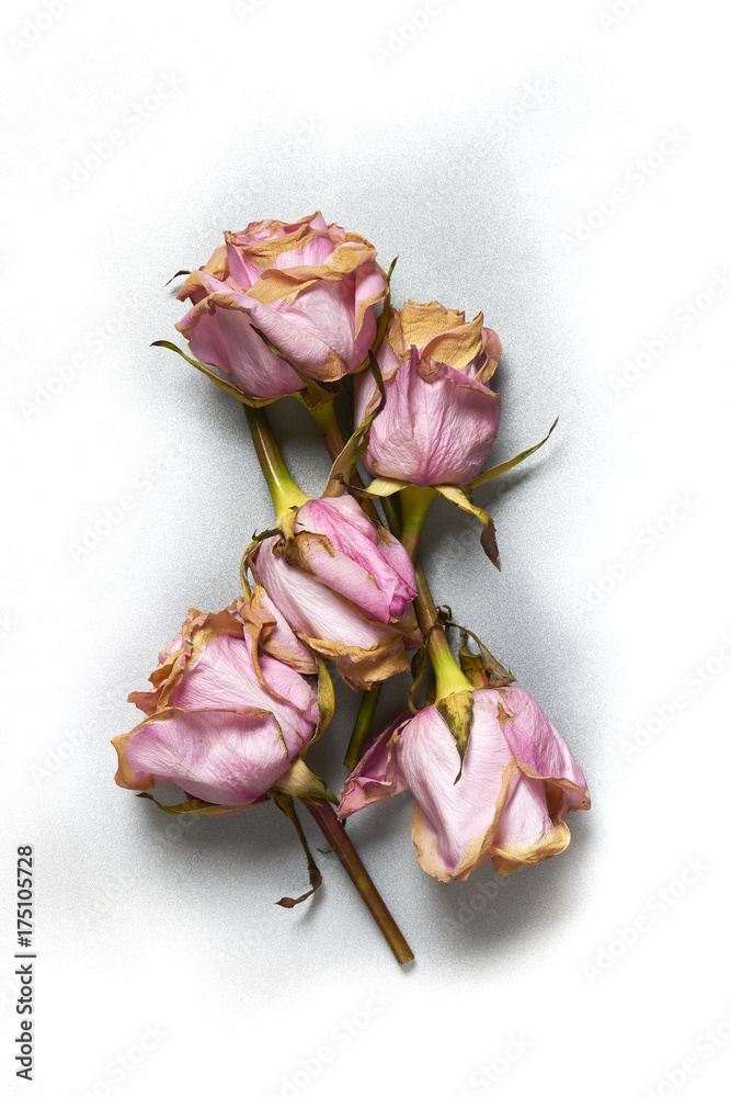 Beautiful dried rose blossoms on silver textured metal background vignette to white