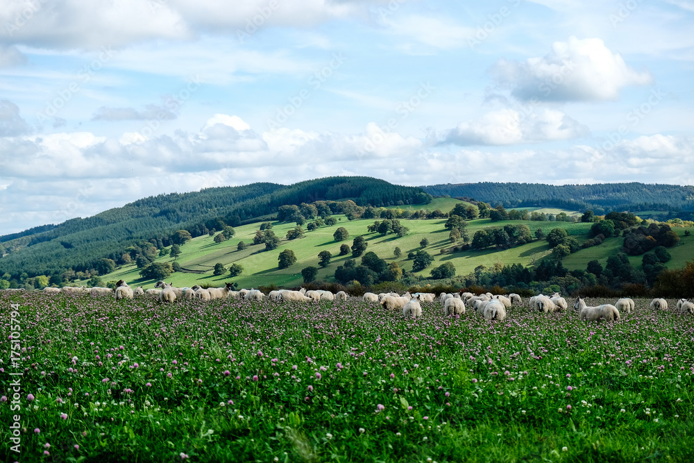 Sheep grazing in a field with a valley and hills in the background