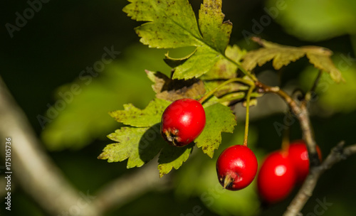 Hawthorn fruit close-up
