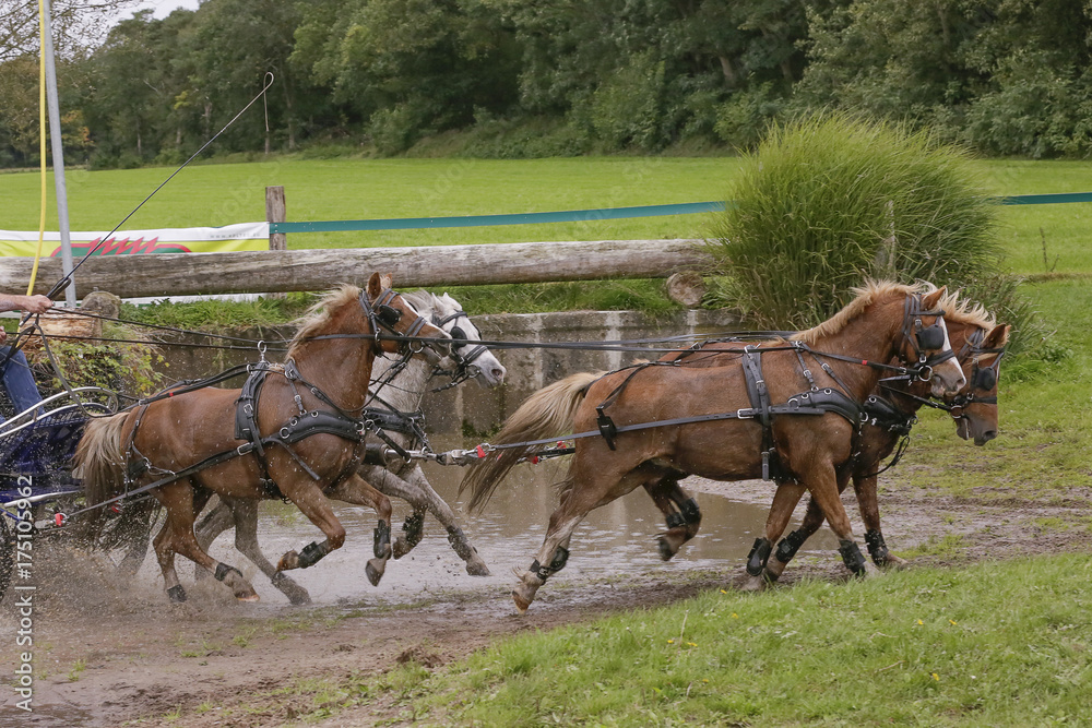 Vierspan paarden door de waterbak Vierspan paarden door de waterbak