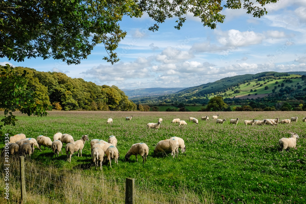 Sheep grazing in a field with a valley and fields beyond
