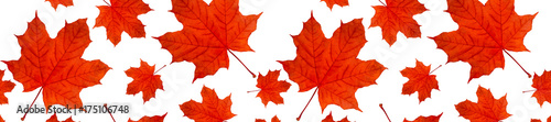  header panorama autumn background pattern a lot of red maple leaves