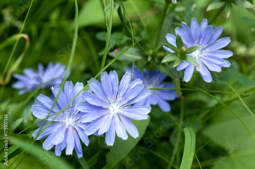 Chicory flower. Chicory.