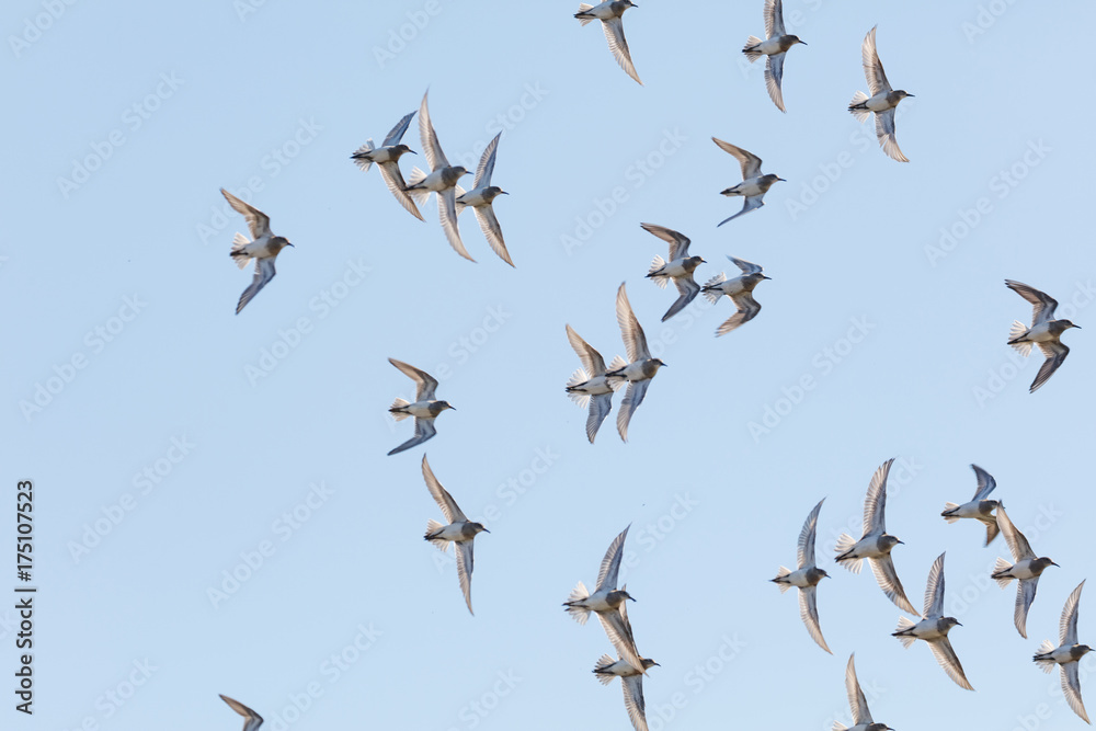 flock flying sandpiper