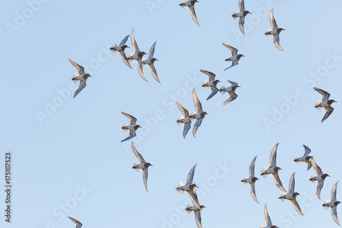  flock flying sandpiper © Feng Yu