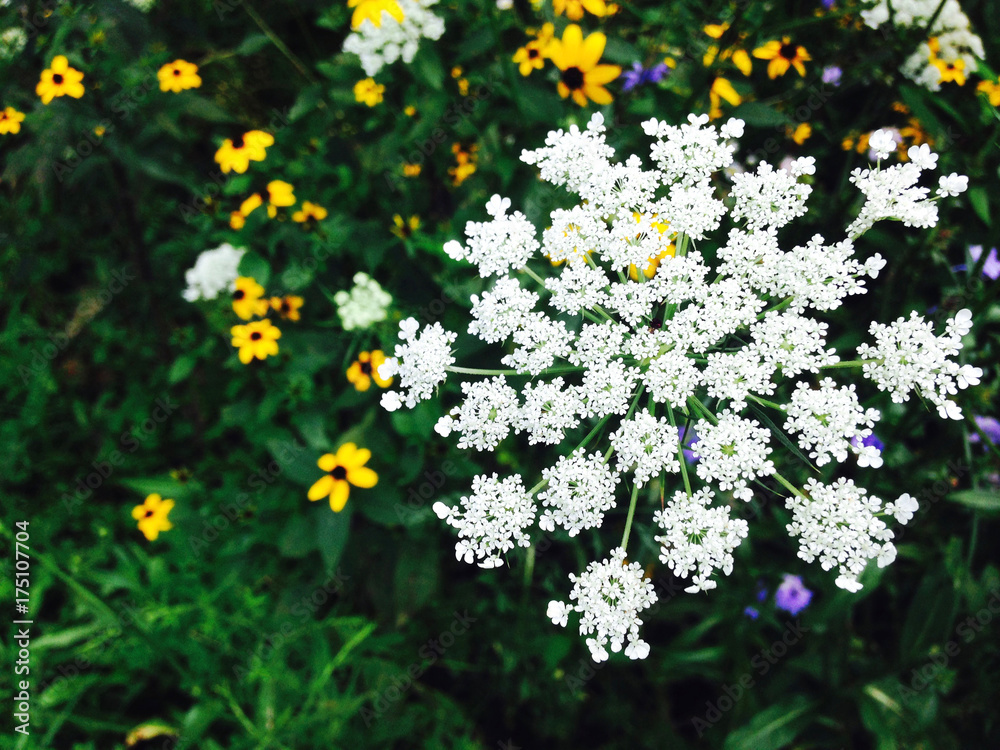Queen Ann's Lace Queen Ann's Lace