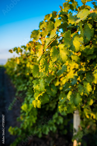 Vines and grapes in the field