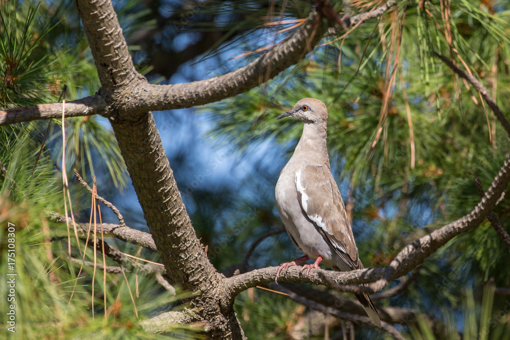 white winged Dove white winged Dove
