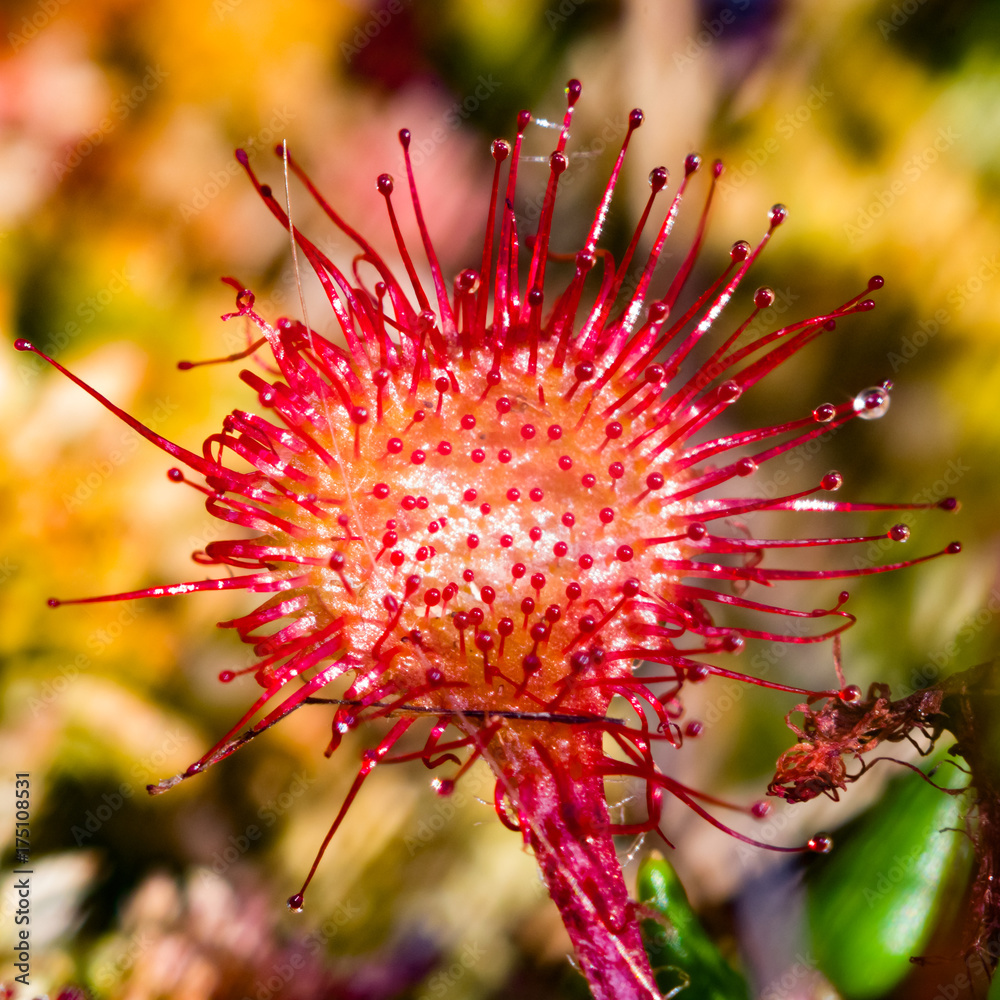 Round-leaved sundew or Drosera rotundifolia macro, selective focus, shallow DOF