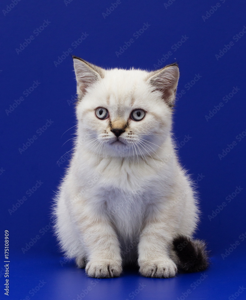 Fototapeta premium scottish kitten on a blue background