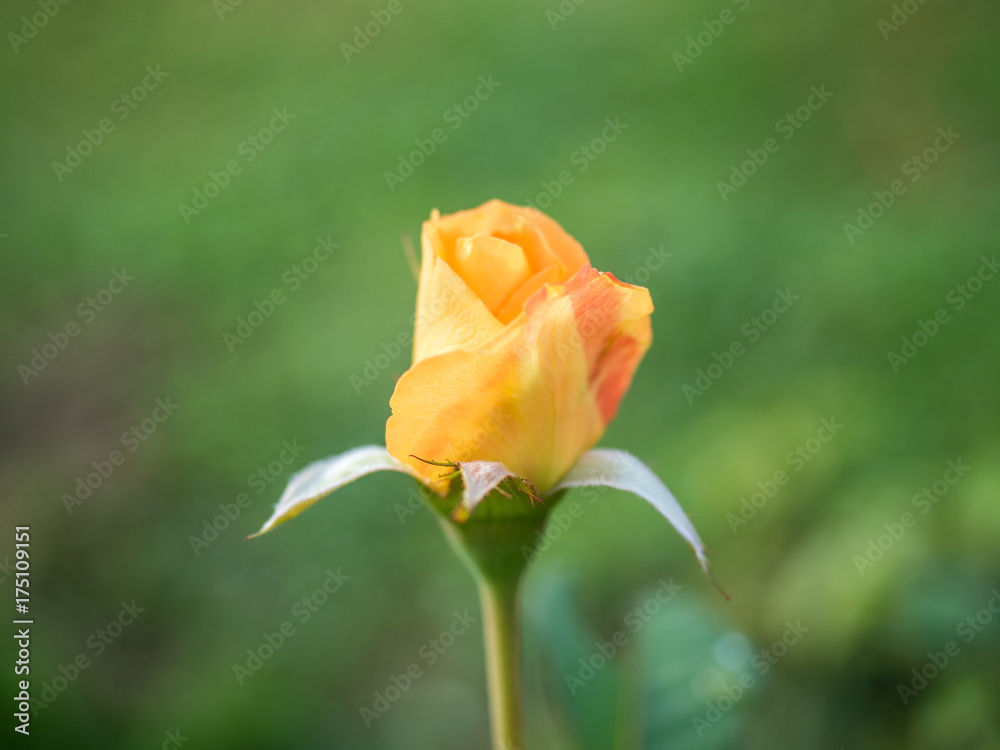 orange bud rose