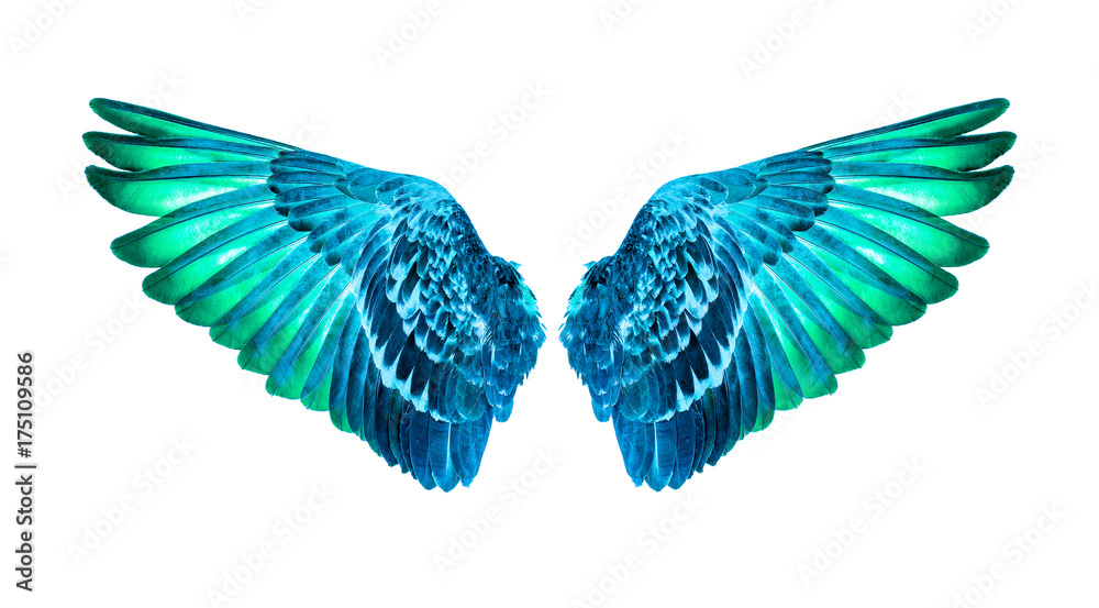 wings of birds on white background,green wings Stock Photo | Adobe Stock