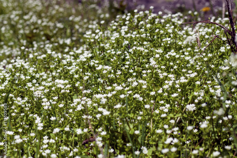 carpet of small white spring wildflowers