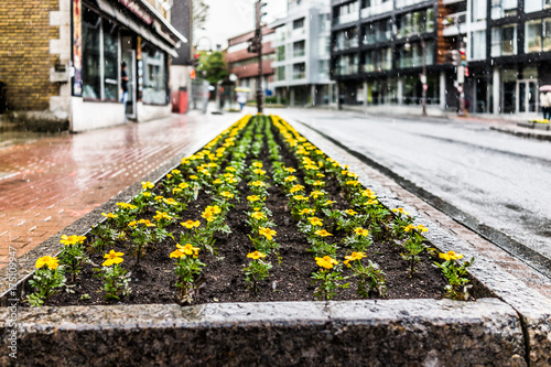 Saint Jean Baptiste Limoilou area with landscaped yellow marigold flower bed photo