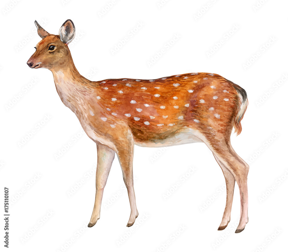 White spotted deer store