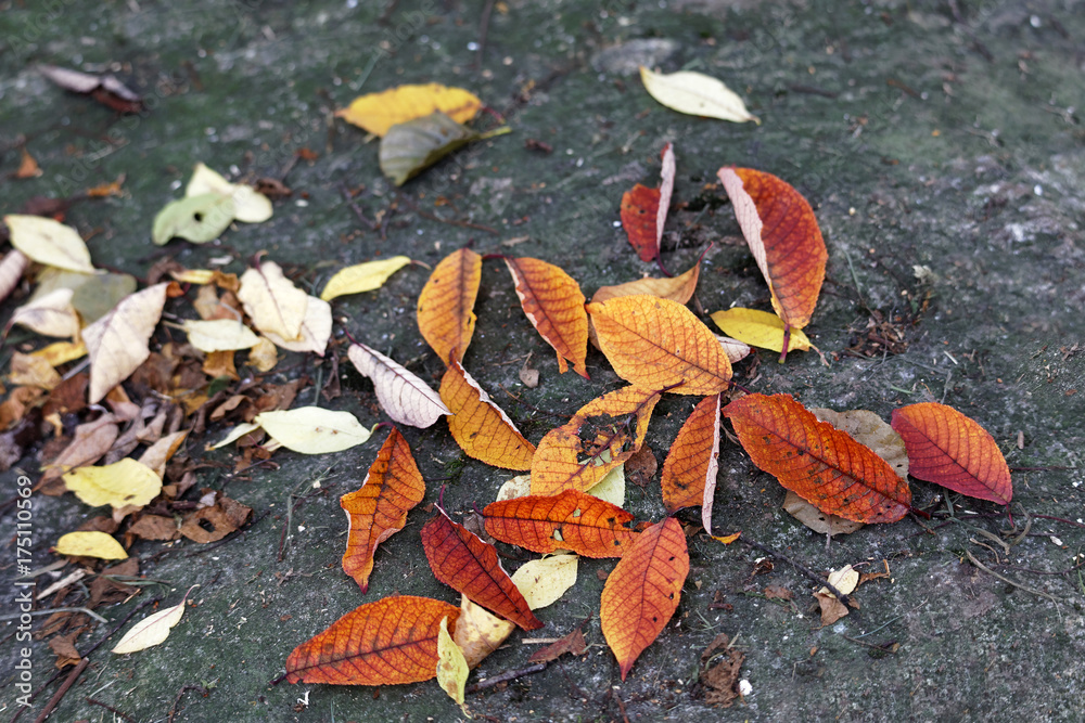 Red and yellow serviceberry leafs on the ground during autumn Red and yellow serviceberry leafs on the ground during autumn