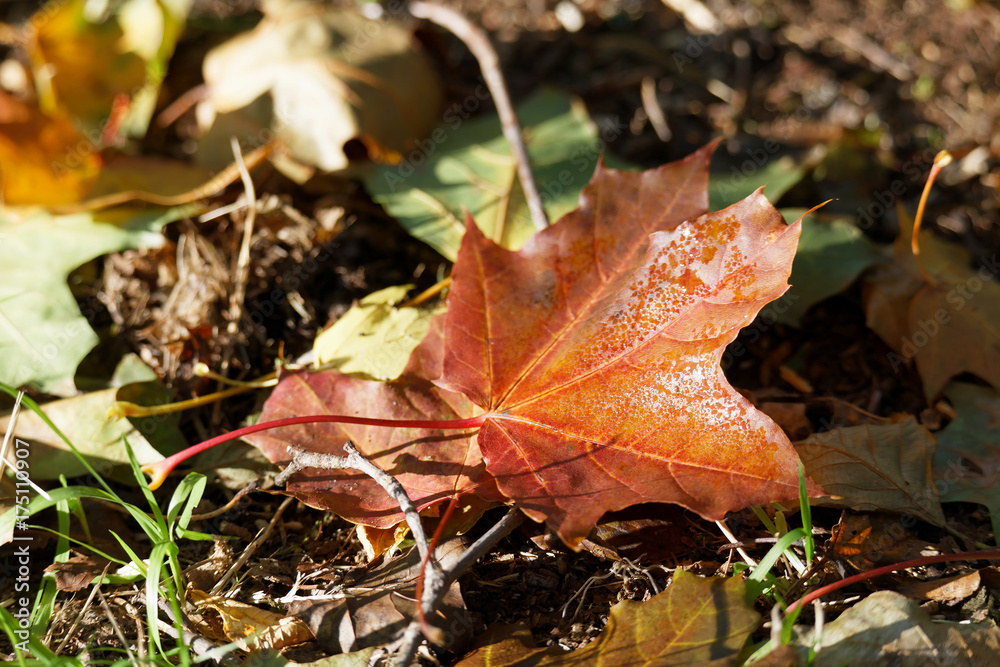 Red and yellow leafs on the ground during autumn Red and yellow leafs on the ground during autumn