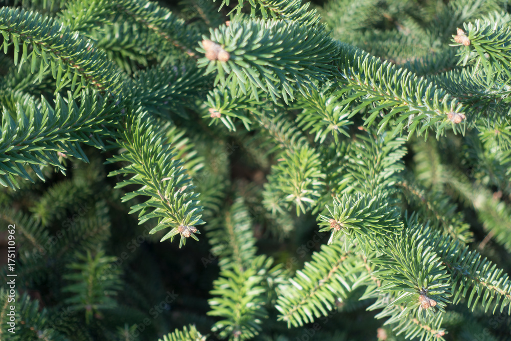 Fresh green spruce background