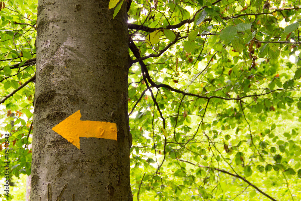 Fototapeta premium Wegweiser auf Baum 