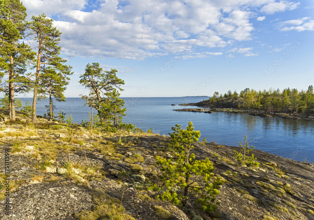 Pines on the granite slope on the shore of Ladoga Lake, Karelia, Russia.