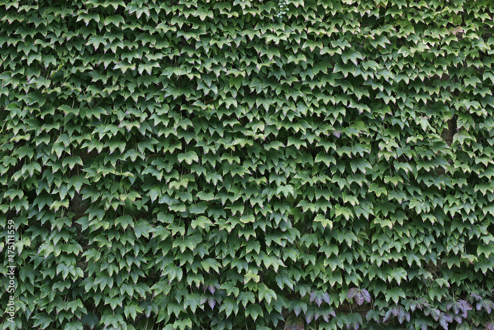 wall covered by ivy wall covered by ivy