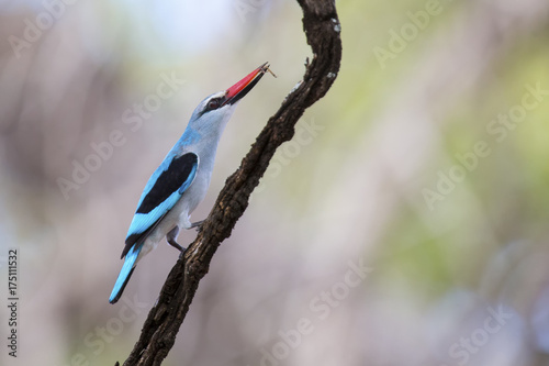 Woodland kingfisher perching with bright blue feathers on branch in shade waiting for prey © Alta Oosthuizen