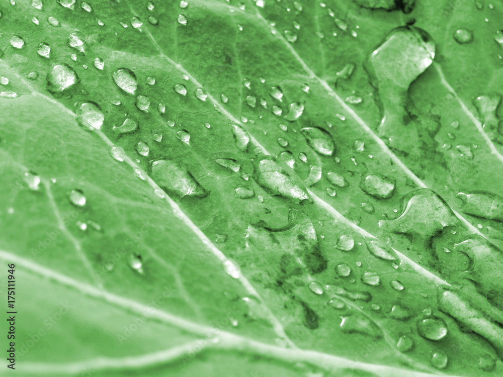 Large transparent water droplets on cabbage leaf. Toned Large transparent water droplets on cabbage leaf. Toned