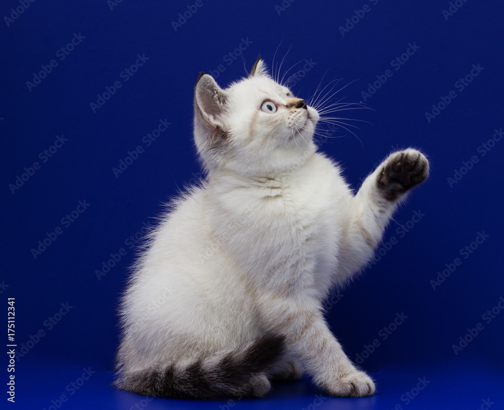 Obraz premium scottish kitten on a blue background