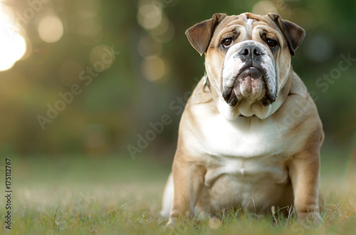 English Bulldog in park photo