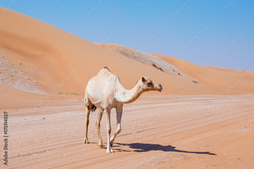 Fototapeta premium camels in the desert