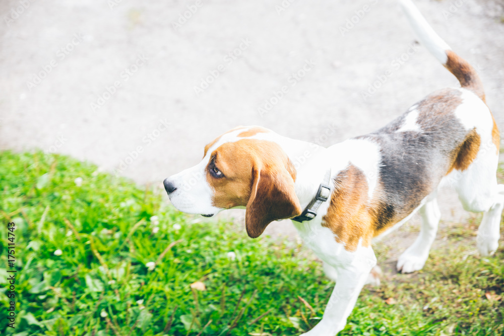beagle dog playing outsside