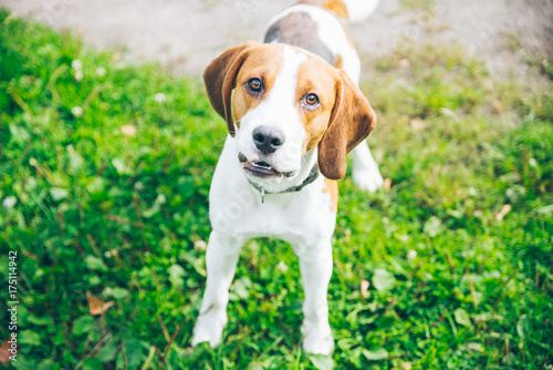 beagle dog playing outsside © phpetrunina14