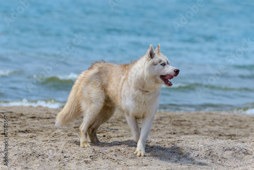 Husky breed dog
