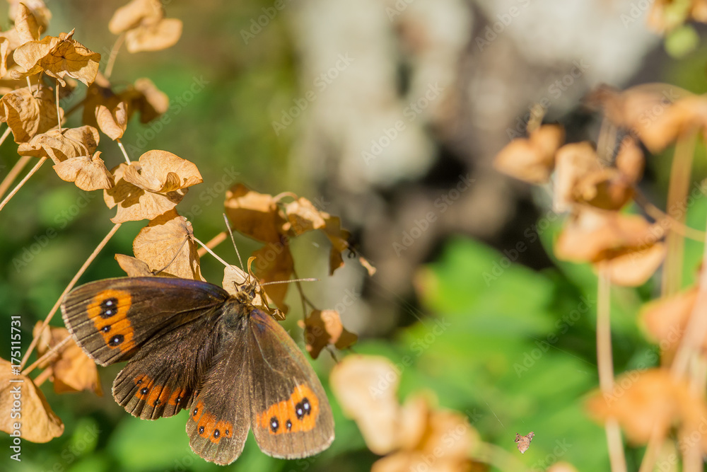 Naklejka premium butterfly