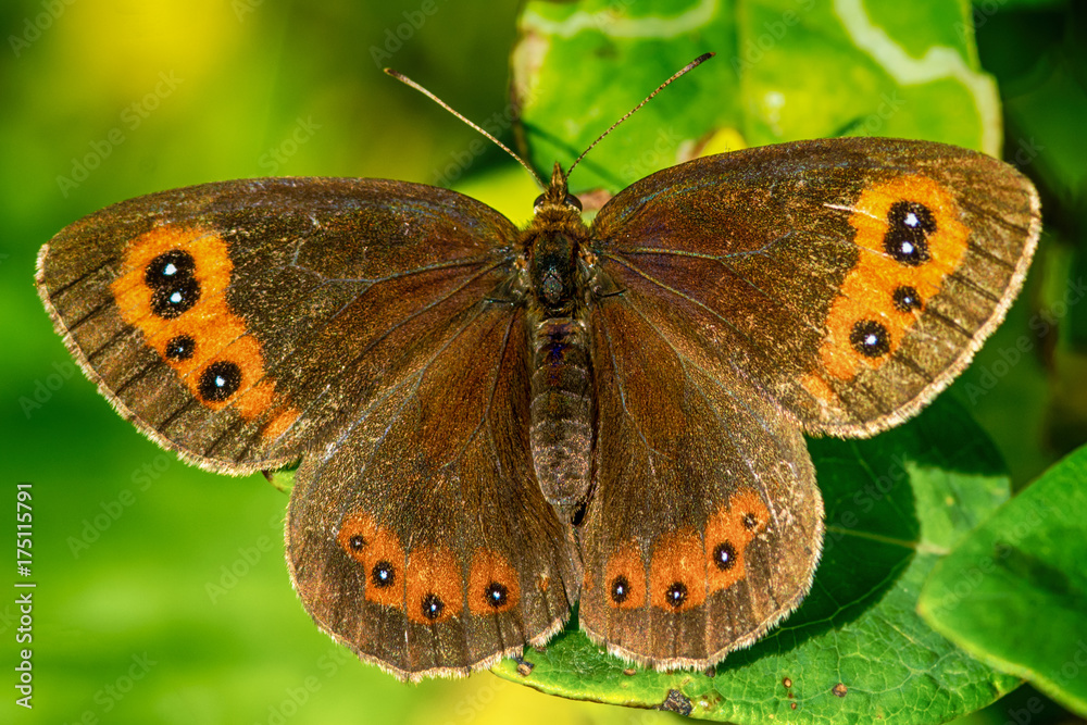 butterfly butterfly