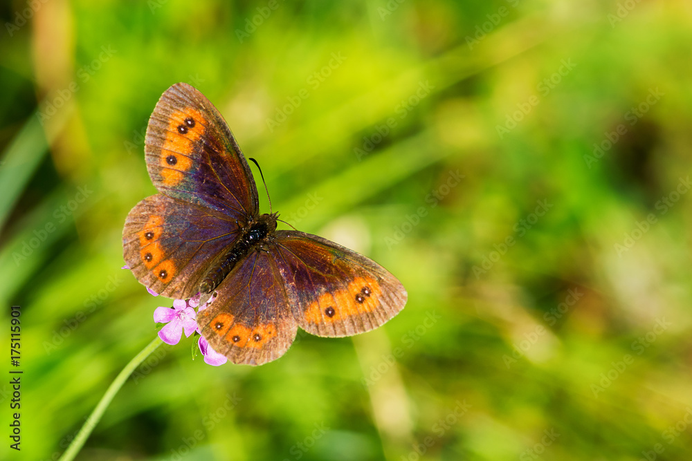 Naklejka premium butterfly