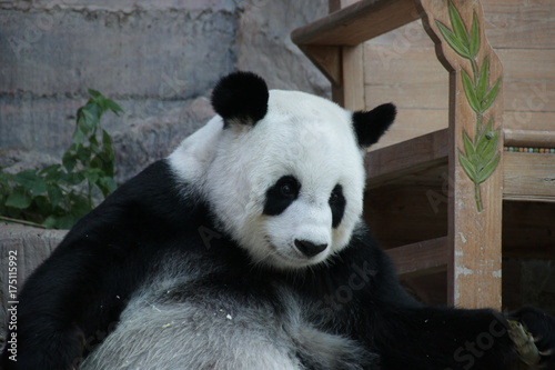 Fototapeta Naklejka Na Ścianę i Meble -  Female Giant Panda in Thailand, Smiles Sweetly